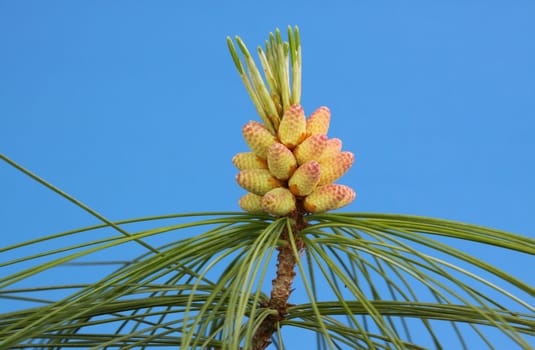 pine cones