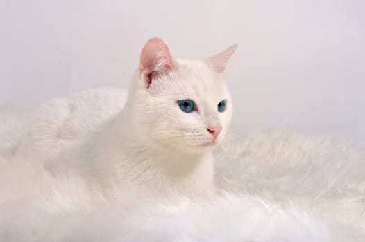 white cat with blue eyes on the pink background