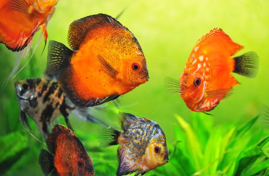 beautiful red symphysodon discus in a aquarium