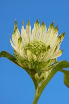 astrantia