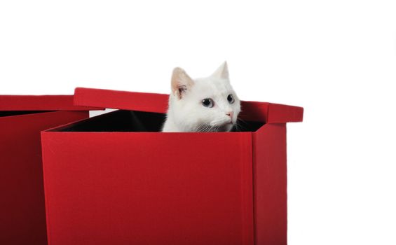 cute white cat playing in a red box