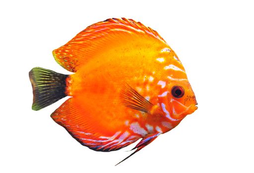 portrait of a red  tropical Symphysodon discus fish on a white background