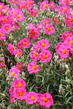 helianthemum