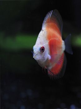 portrait of a red and white young  tropical Symphysodon discus fish in an aquarium