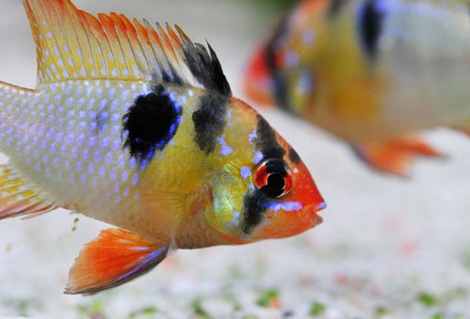 apistogramma ramirezi or Mikrogeophagus ramirezi (the ram cichlid) male