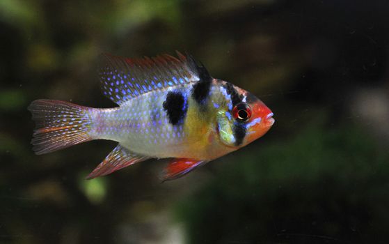 apistogramma ramirezi or Mikrogeophagus ramirezi (the ram cichlid) male