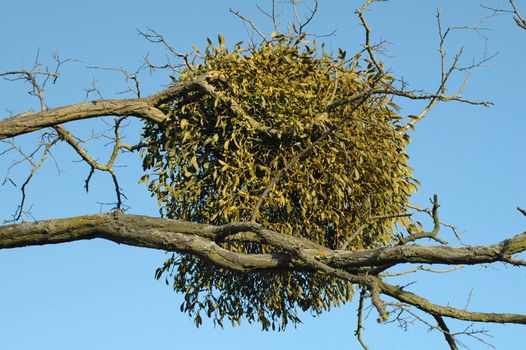 ball of mistletoe growing in a tree