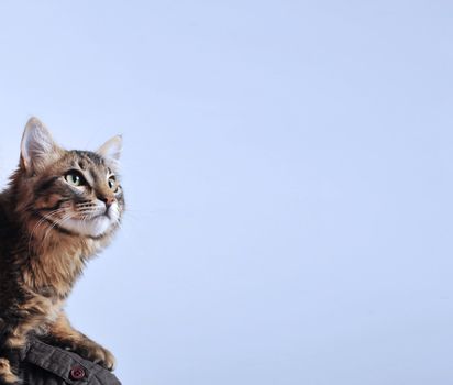 Norwegian Forest Cat close up in a blue background