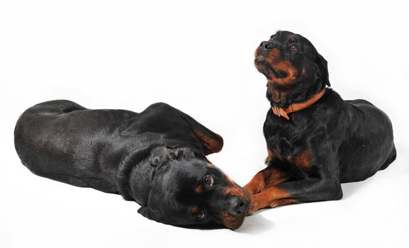 two cute purebred rottweiler on a white background