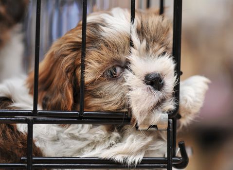 very young puppy purebred shihtzu in cage