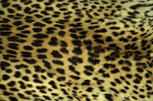 Cheetah coat showing spots