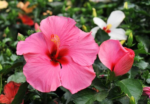 Pink hibiscus growing in a tropical garden. 