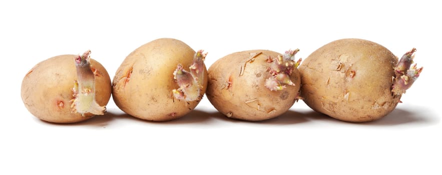 Tubers of a potato with sprouts on a white background