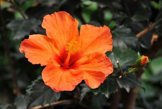 orange hibiscus growing in a tropical garden.