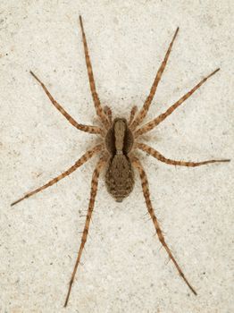 The big brown spider sits on a wall