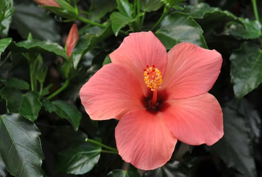 pink hibiscus growing in a tropical garden.