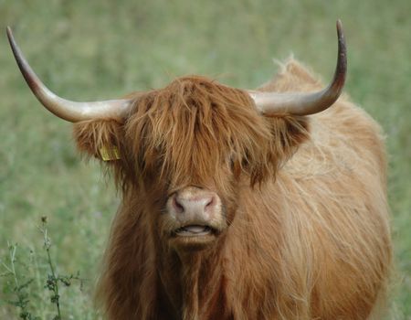 Portrait of a highland cow in Scotland