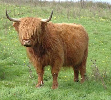 Highland Cow photographed in Scotland