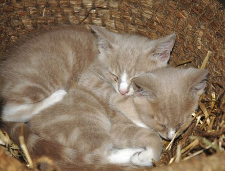 Two cute young kittens sleeping in a basket