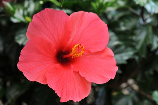 pink hibiscus growing in a tropical garden.