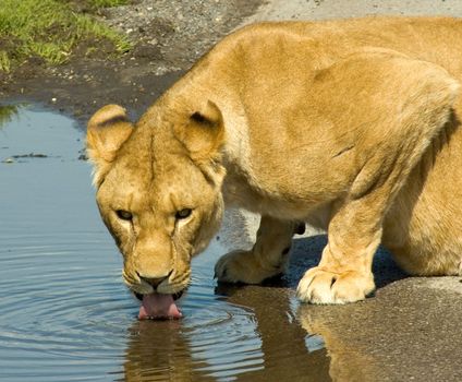 African Lioness drinking water