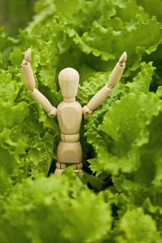 The toy wooden little man among salad leaves in a garden