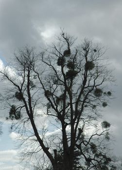 An tree covered with parasitic mistletoe plants