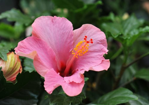 pink hibiscus growing in a tropical garden.