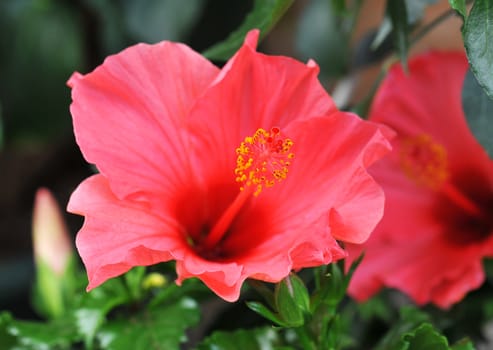 pink hibiscus growing in a tropical garden.