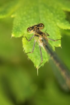 The adult dragonfly sits on green sheet of a plant