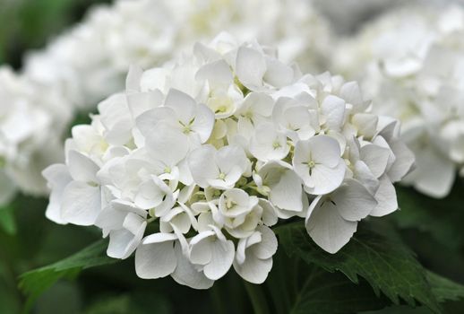 blossom of white Hydrangea (Hortensia) in a garden