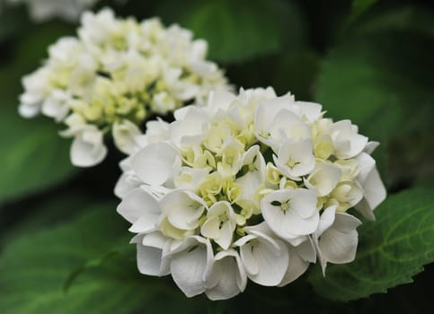 blossom of white Hydrangea (Hortensia) in a garden