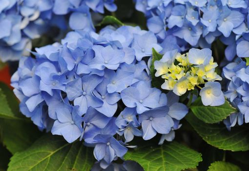 blossom of a blue Hydrangea (Hortensia) in a garden