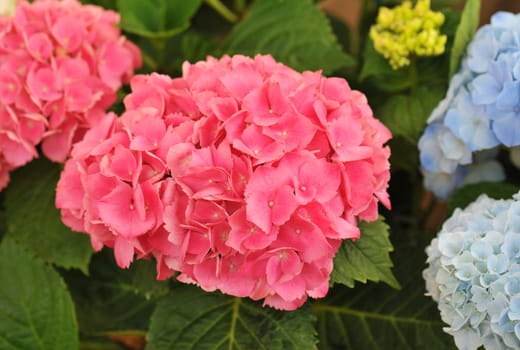 blossom of pink  Hydrangea (Hortensia) in a garden