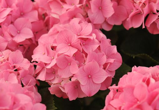 blossom of pink  Hydrangea (Hortensia) in a garden