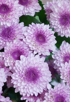 The big bouquet from lilac flowers - asters