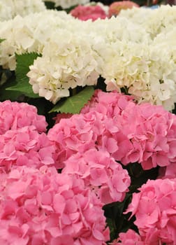blossom of pink and white Hydrangea (Hortensia) in a garden
