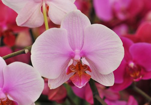 close-up of a beautif flower of phalaenopsis