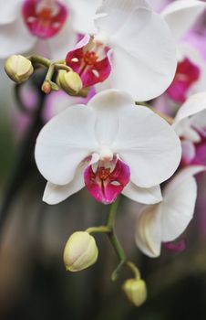 close-up of a beautif flower of phalaenopsis