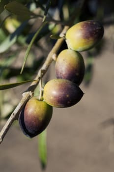 Closeup of ripened olives hanging in a branch