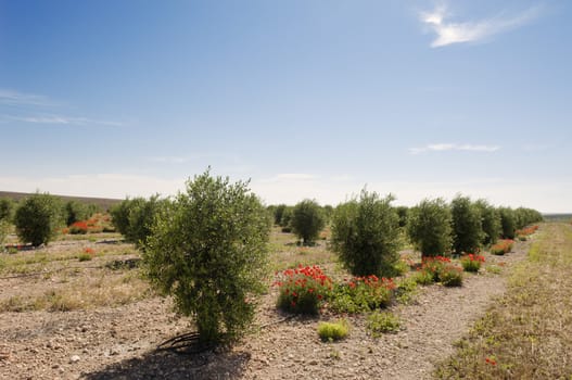 Olive grove with drip irrigation system, Alentejo, Portugal