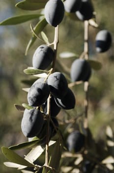 Closeup of ripened olives hanging in a branch