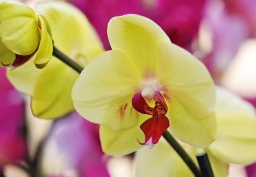 close-up of a beautif flower of phalaenopsis