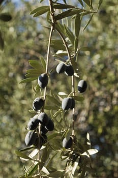 Closeup of ripened olives hanging in a branch