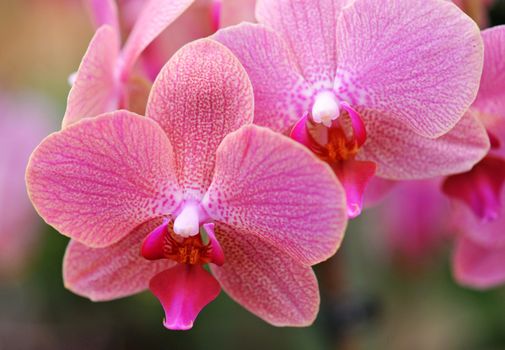 close-up of a beautif flower of phalaenopsis