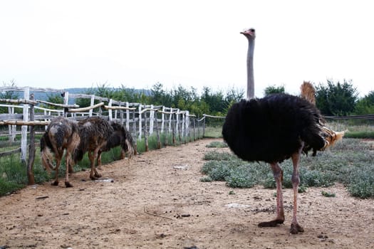 Farm with ostriches