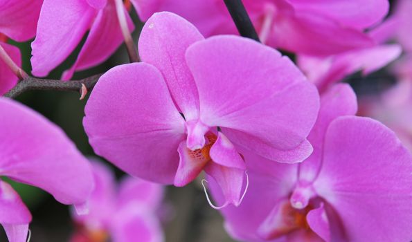 close-up of a beautif flower of phalaenopsis