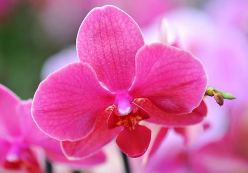 close-up of a beautif flower of phalaenopsis