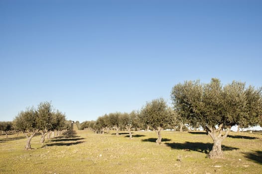 Olive grove in the fields of Alentejo, Portugal