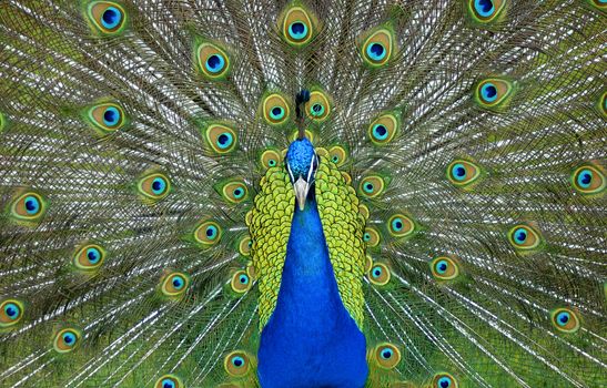 A male peacock displaying its colorful feathers